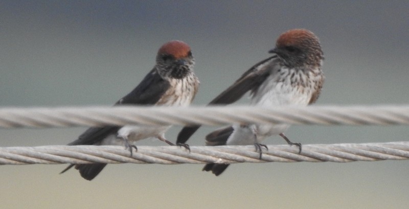 Streak-throated Swallow - ML631396784