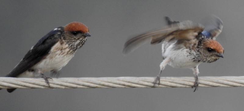 Streak-throated Swallow - ML631396798
