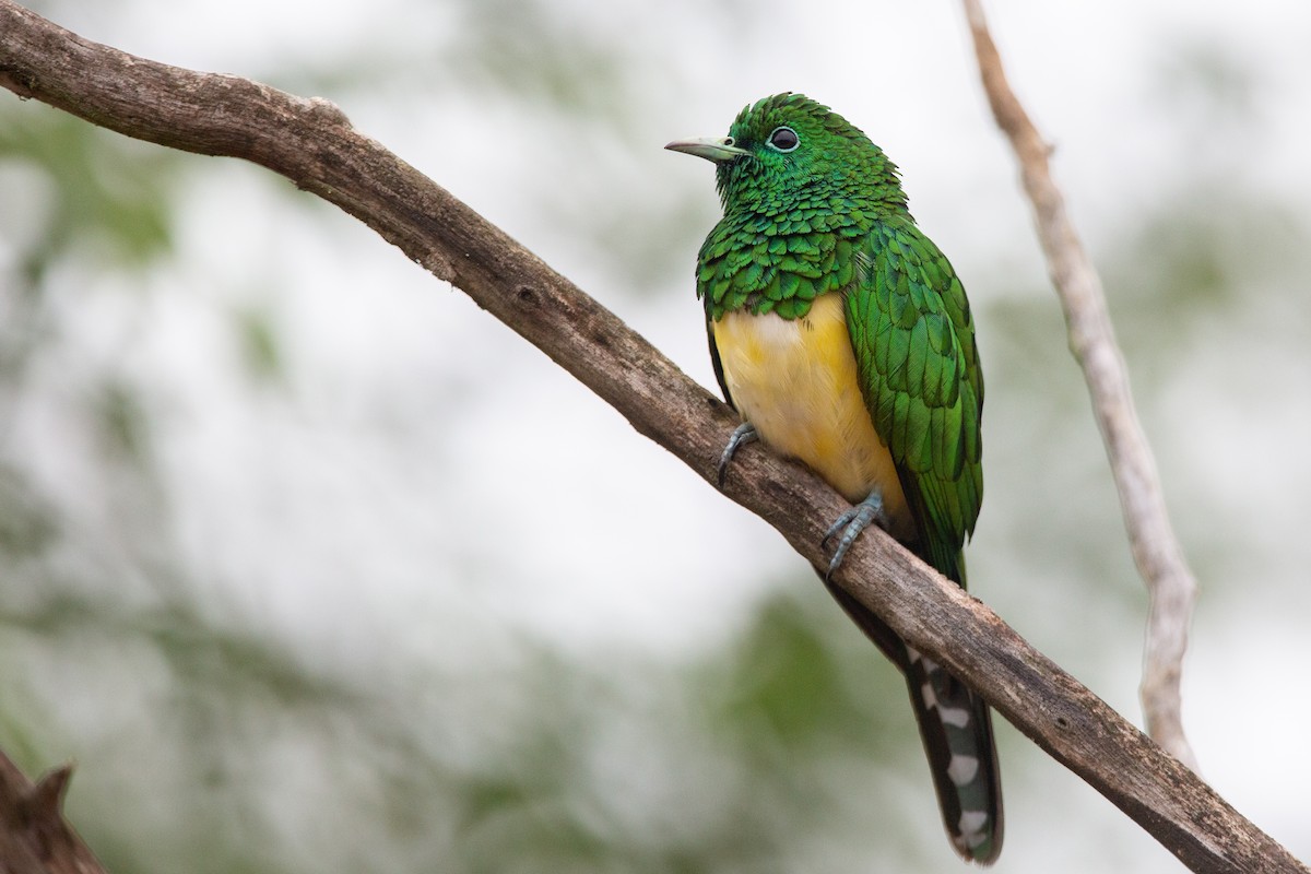 African Emerald Cuckoo (African) - Zach Simpson - Birding Ecotours