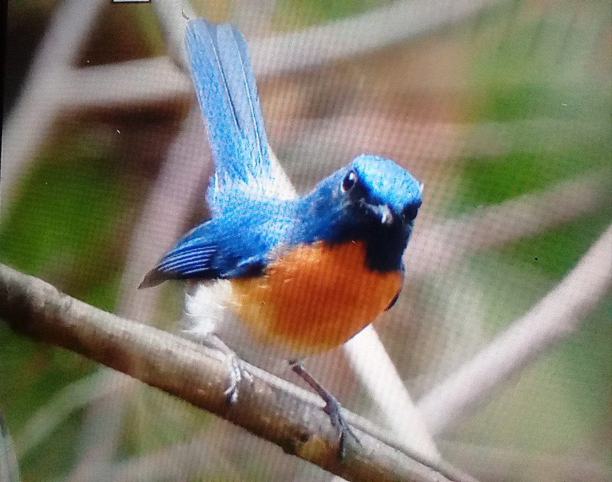 Hainan Blue Flycatcher (Western Orange-breasted) - ML631397021