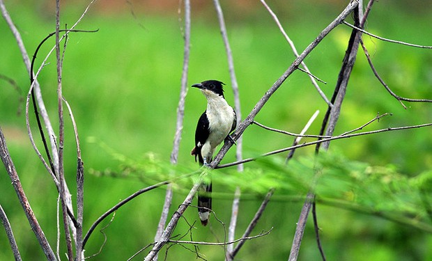Pied Cuckoo - ML631397026
