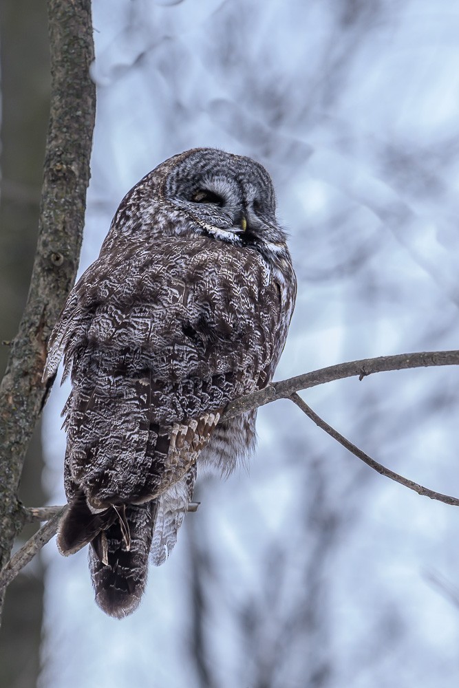 Great Gray Owl - ML631397050