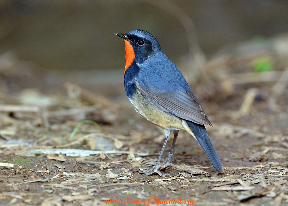 Firethroat - ML631397140