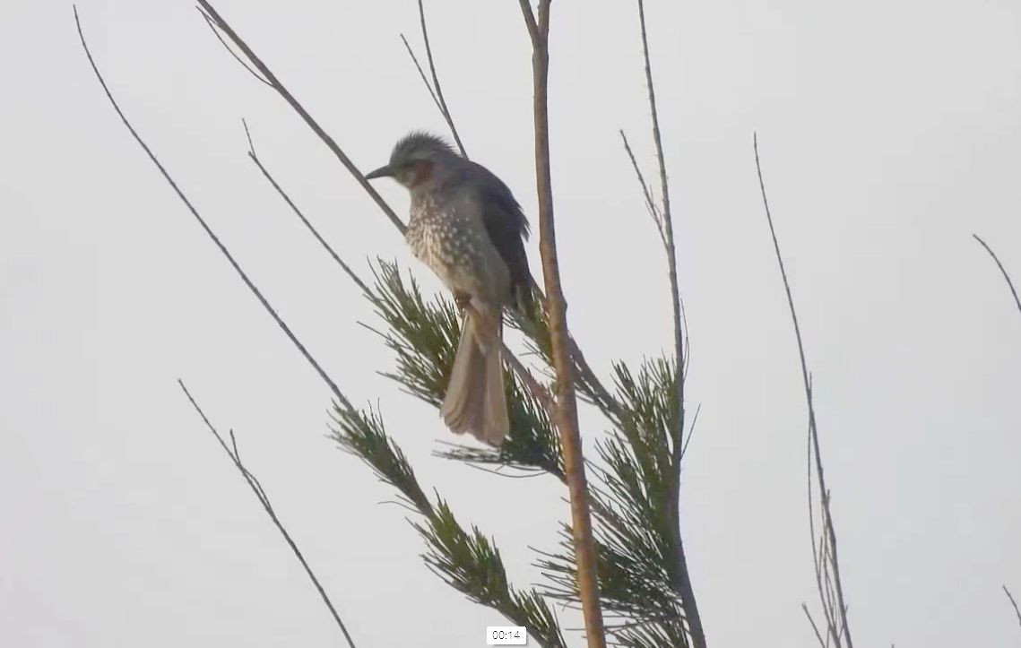 Brown-eared Bulbul - ML631397317