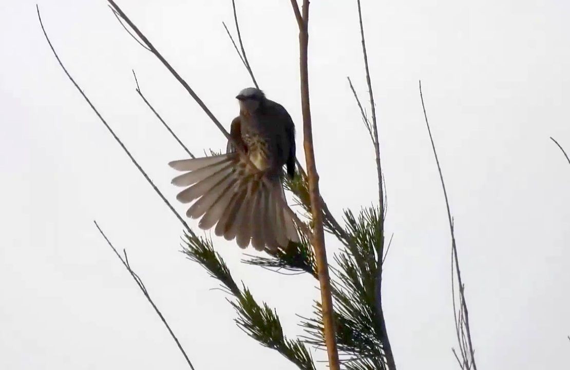 Brown-eared Bulbul - ML631397318