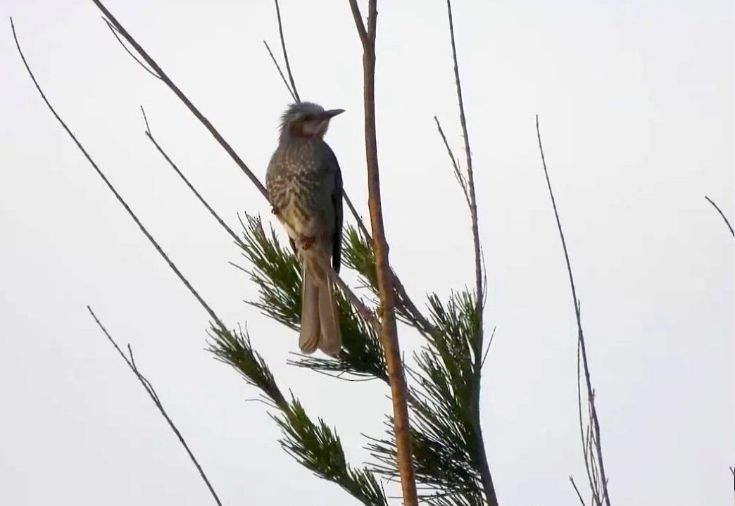 Brown-eared Bulbul - ML631397319