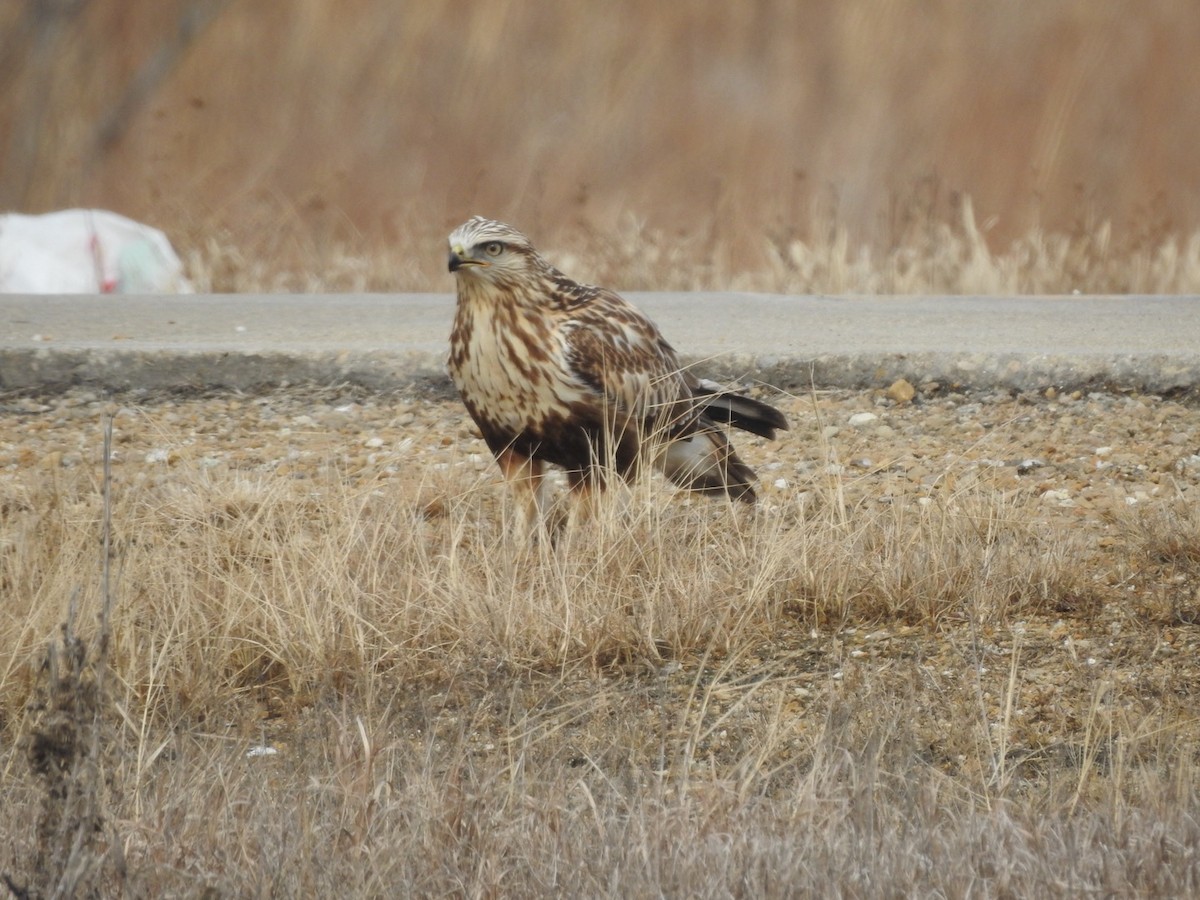 Rough-legged Hawk - ML631397646