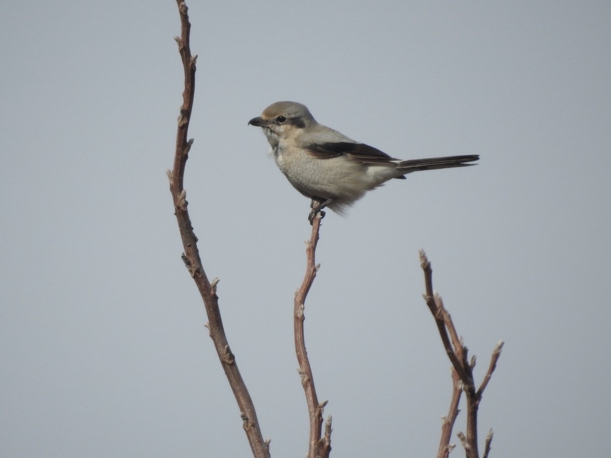 Northern Shrike - ML631397667