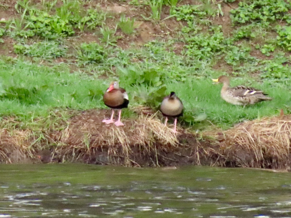 Black-bellied Whistling-Duck - ML631397925