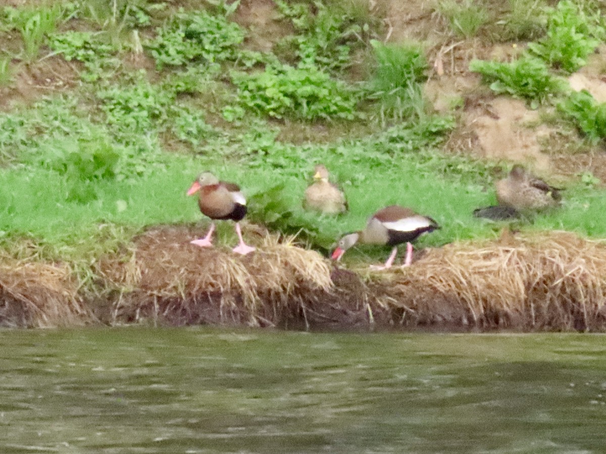 Black-bellied Whistling-Duck - ML631397926
