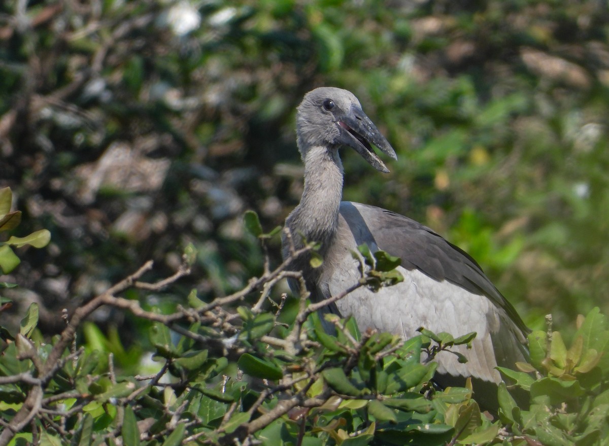 Asian Openbill - ML631397932