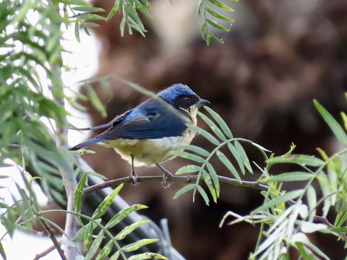 Fawn-breasted Tanager - ML631397934