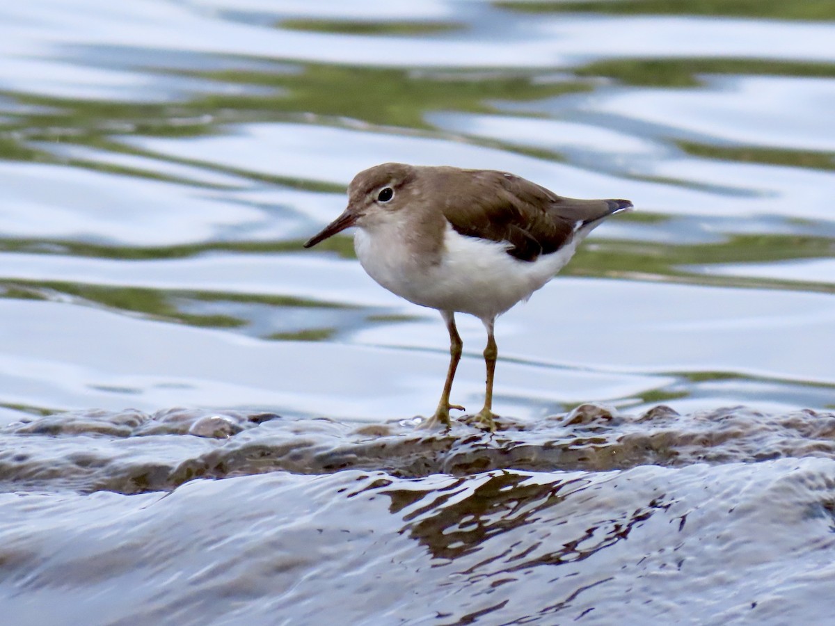 Spotted Sandpiper - ML631397947
