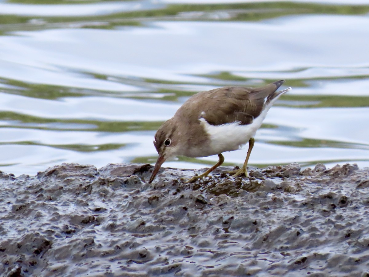 Spotted Sandpiper - ML631397948