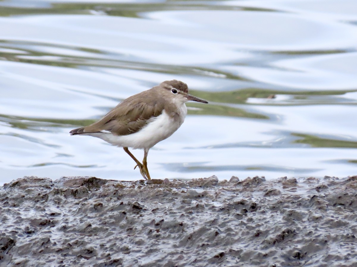 Spotted Sandpiper - ML631397949