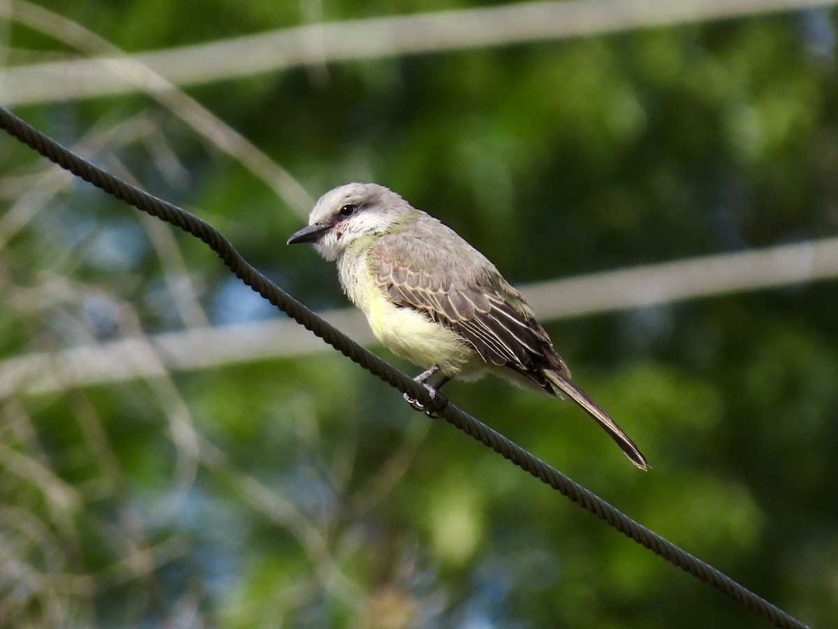 Tropical Kingbird - ML631397952