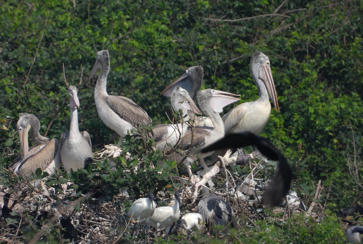 Spot-billed Pelican - ML631397985