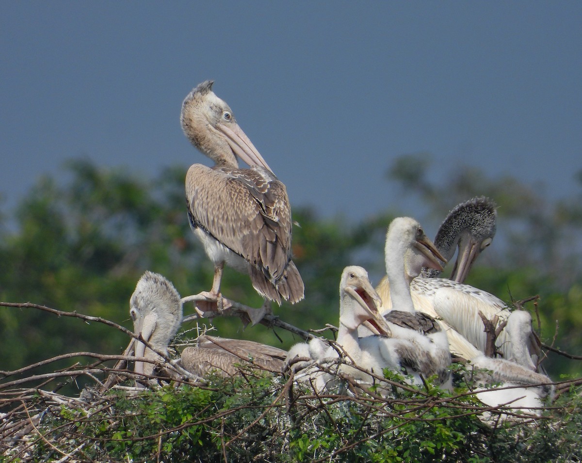 Spot-billed Pelican - ML631397986