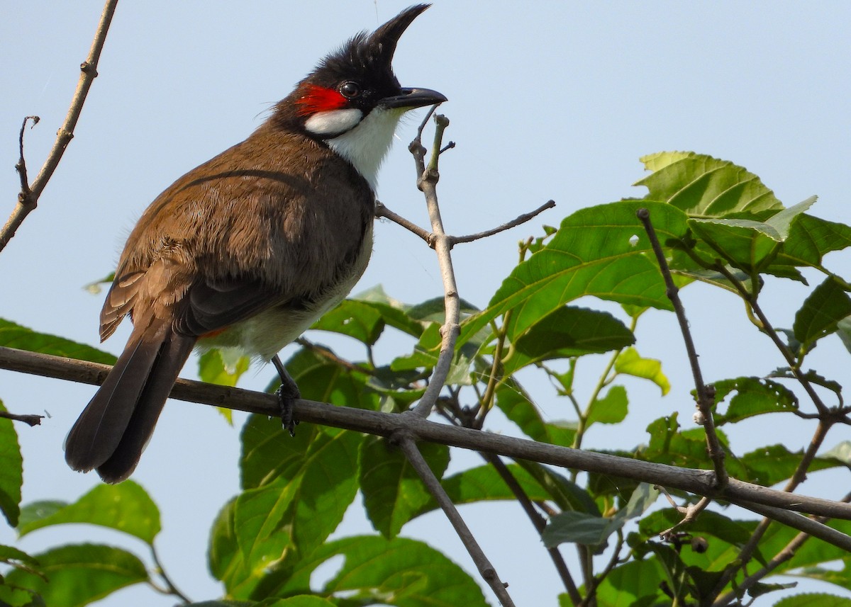 Red-whiskered Bulbul - ML631397993