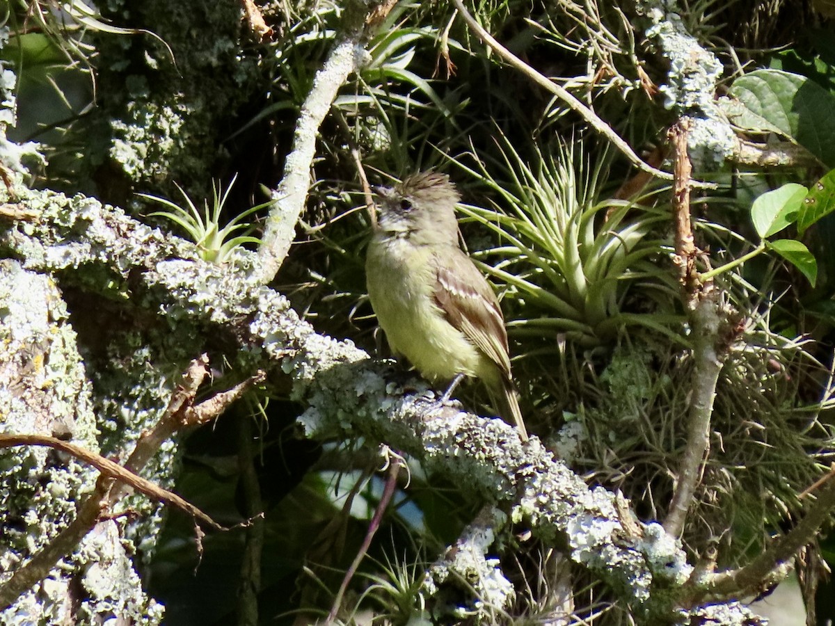 Yellow-bellied Elaenia - ML631398049