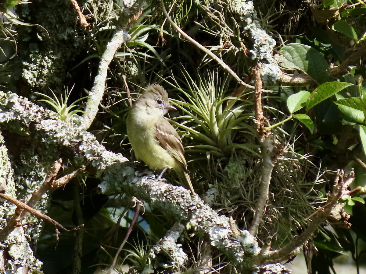 Yellow-bellied Elaenia - ML631398050