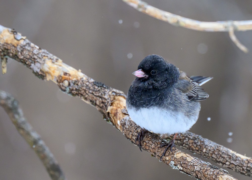 Dark-eyed Junco (cismontanus) - ML631398082