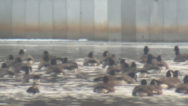Pink-footed Goose - ML631398168