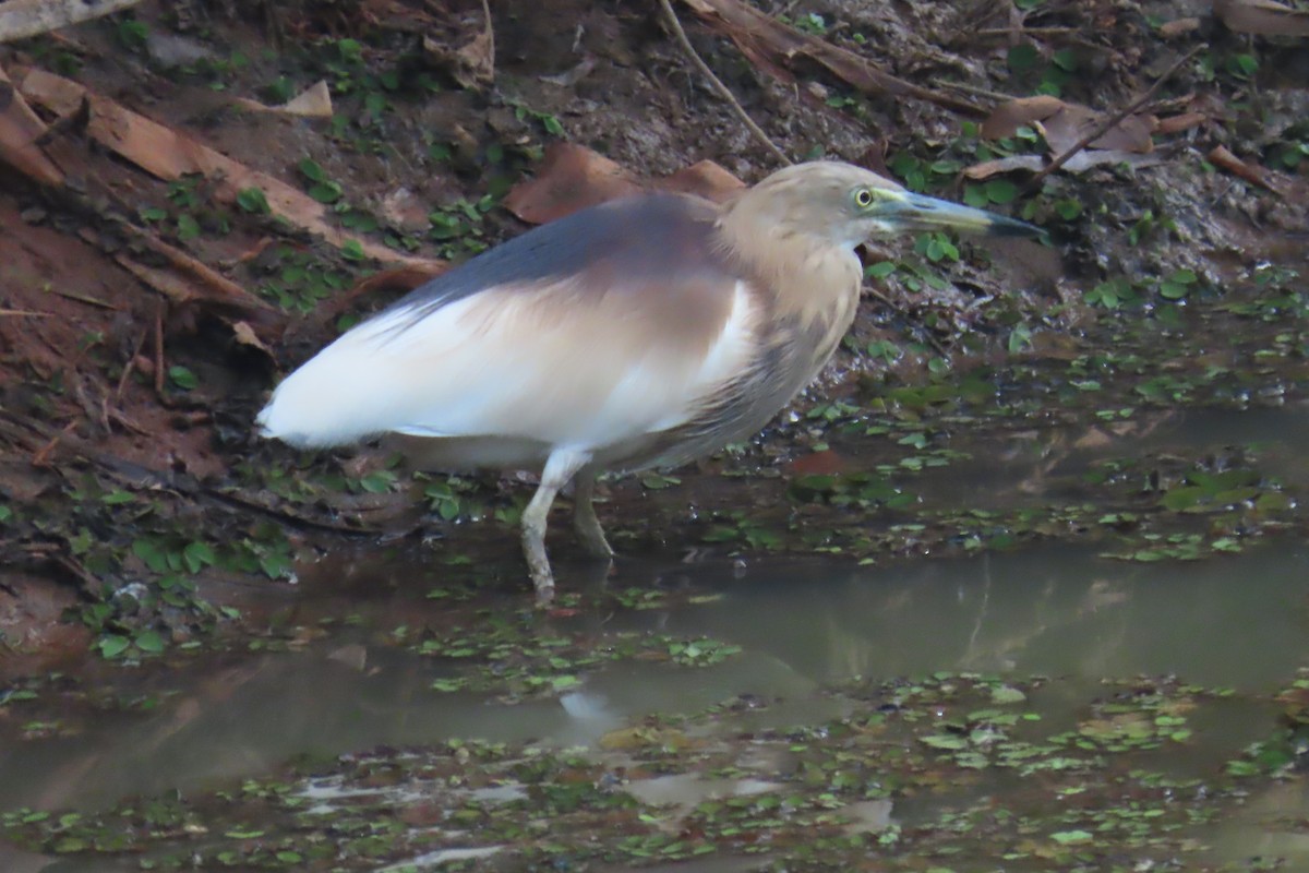 Indian Pond-Heron - ML631398539