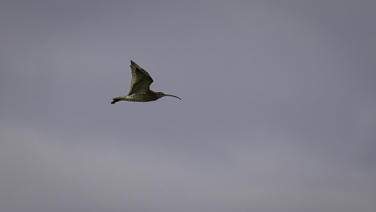 Eurasian Curlew - ML631398550