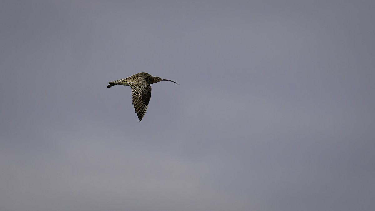 Eurasian Curlew - ML631398551