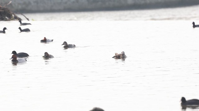 Мөнгөлөг шунгаахай - ML631398563