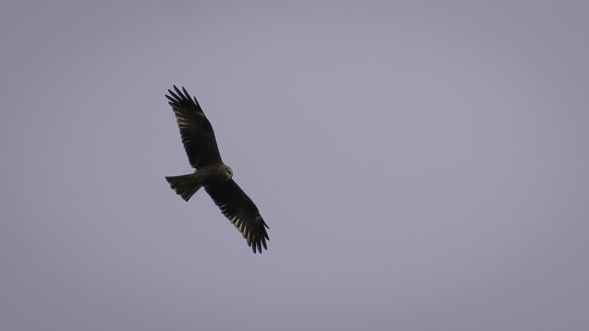Black Kite - ML631398564