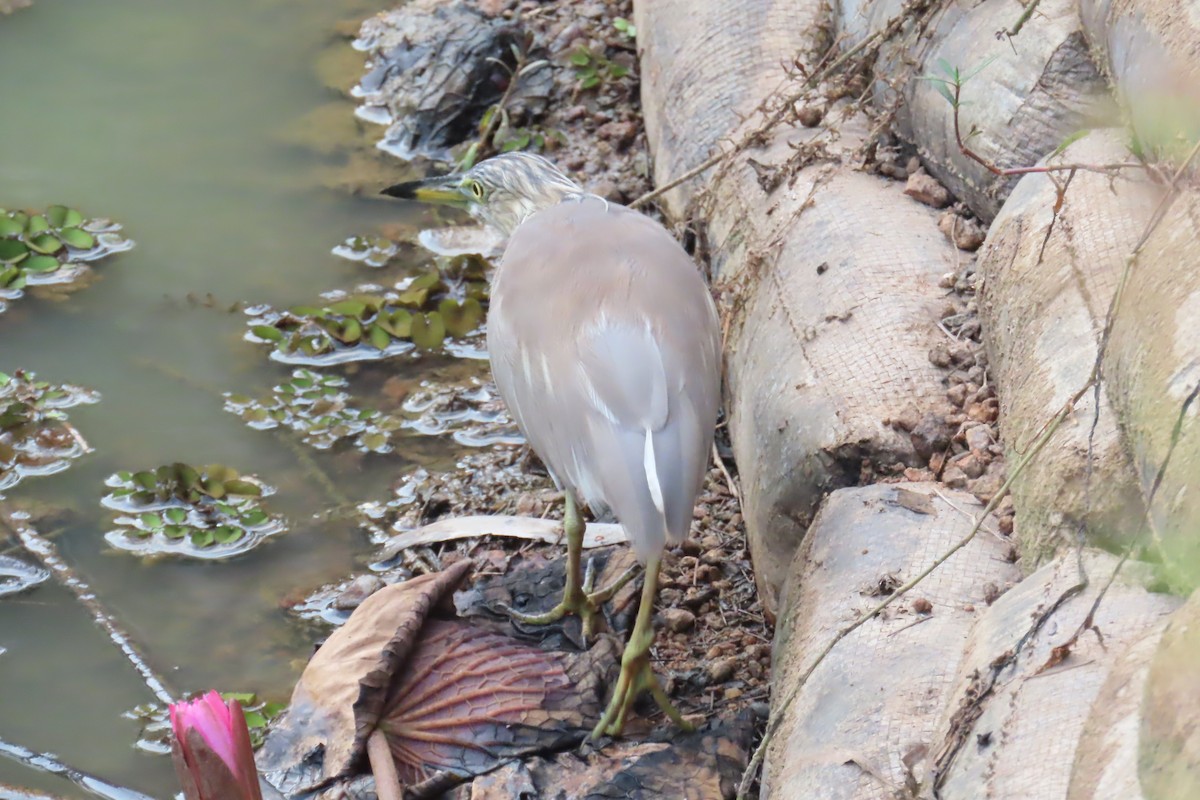 Indian Pond-Heron - ML631398566