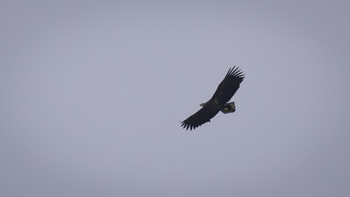 White-tailed Eagle - ML631398613
