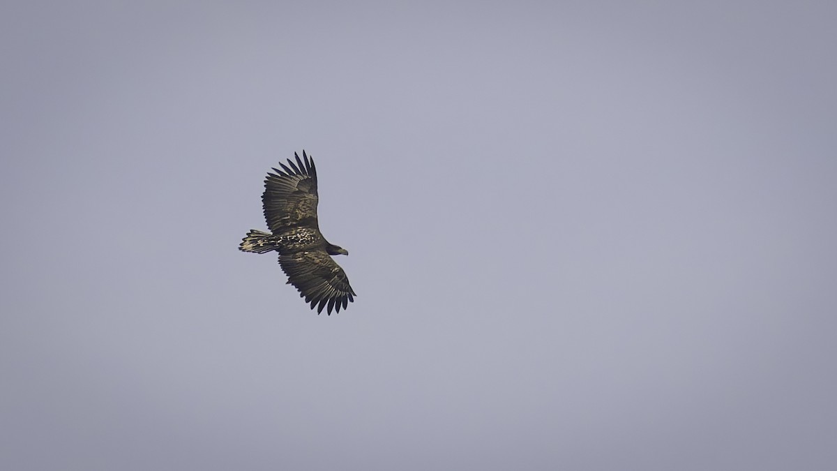 White-tailed Eagle - ML631398614