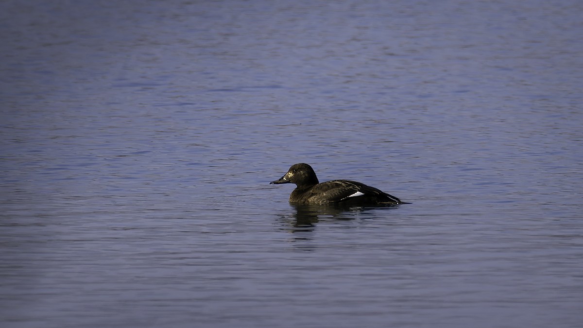 Velvet Scoter - ML631398631