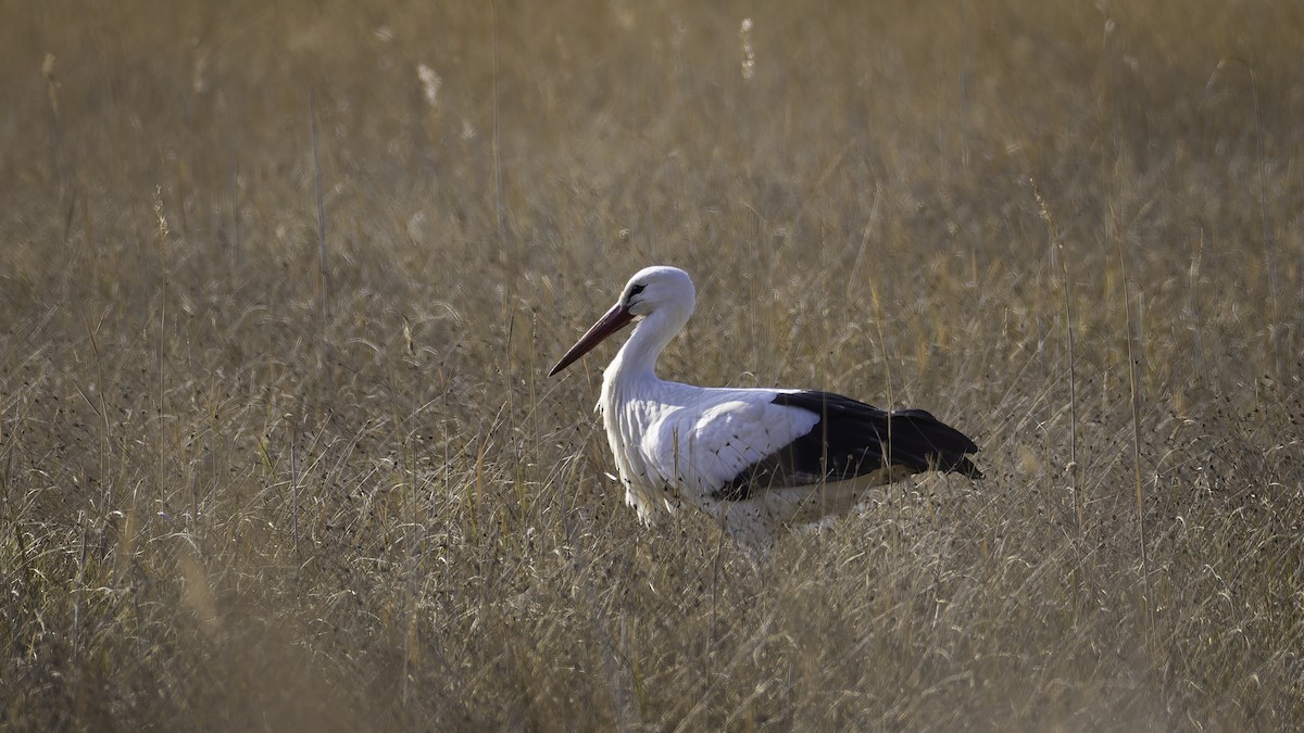 White Stork - ML631398650