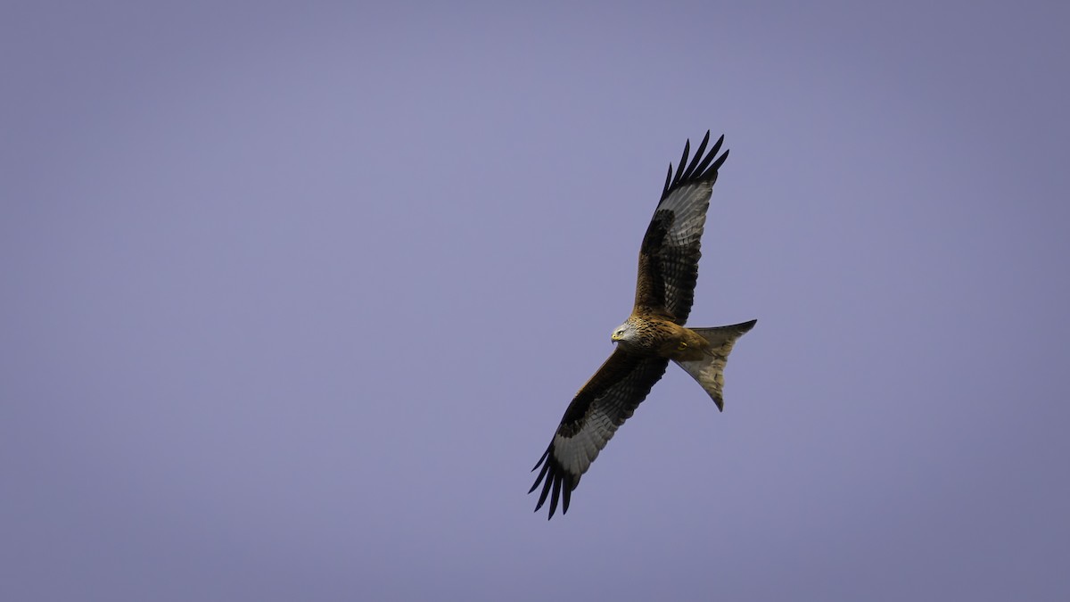 Red Kite - ML631398660