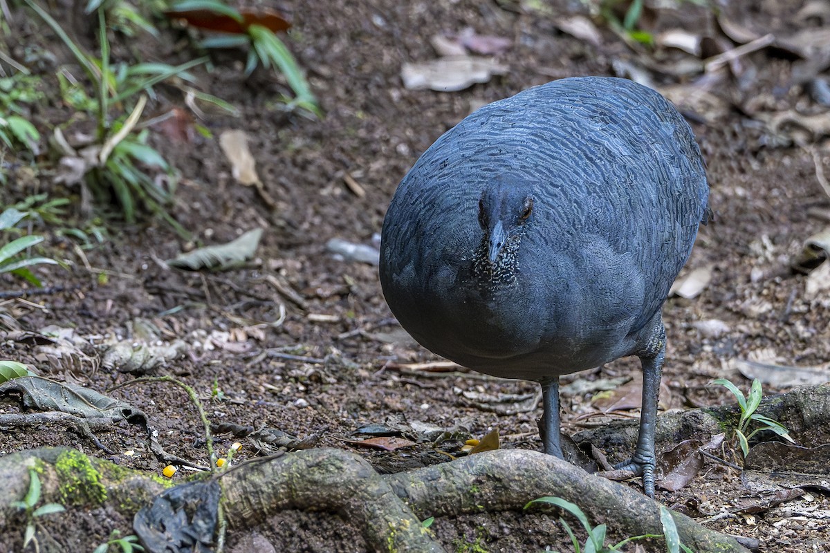 Gray Tinamou - ML631398732