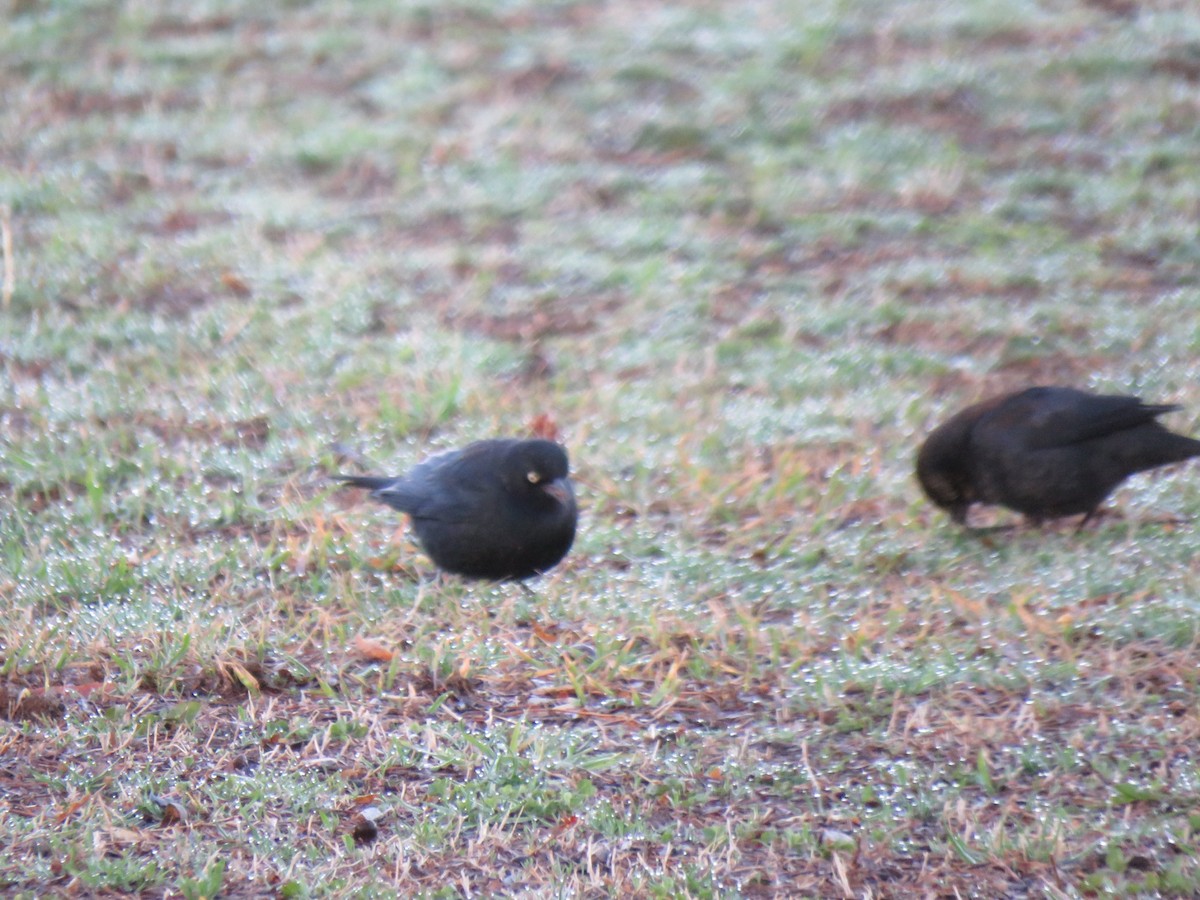 Rusty Blackbird - ML631398875