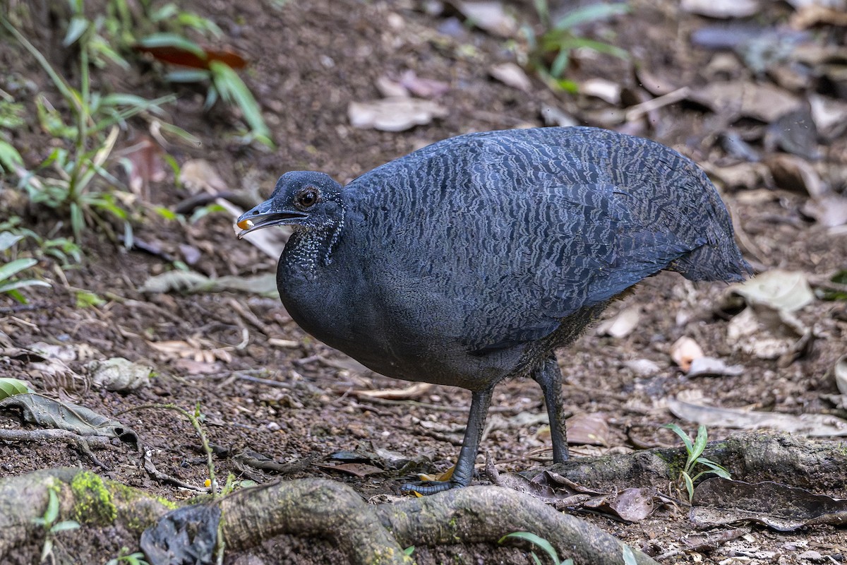 Gray Tinamou - ML631398924