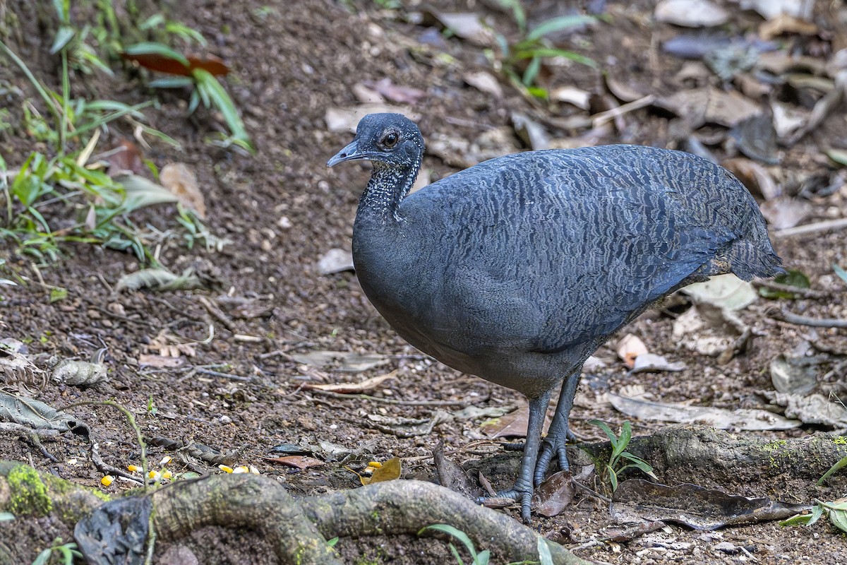Gray Tinamou - ML631399000