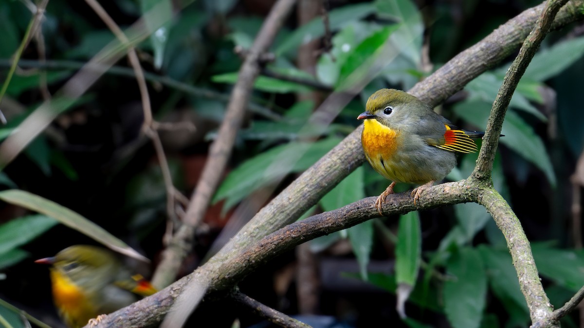 Red-billed Leiothrix - ML631399012