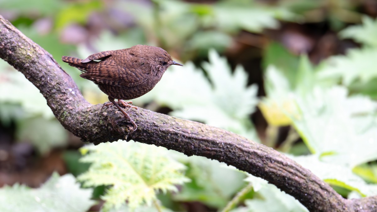 Eurasian Wren - ML631399016