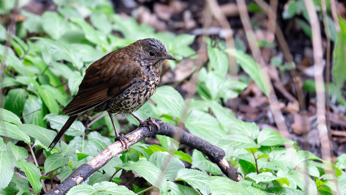 Sichuan Thrush - ML631399024