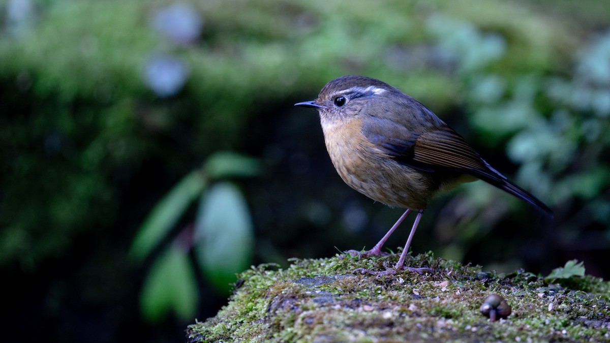 White-browed Bush-Robin - ML631399053