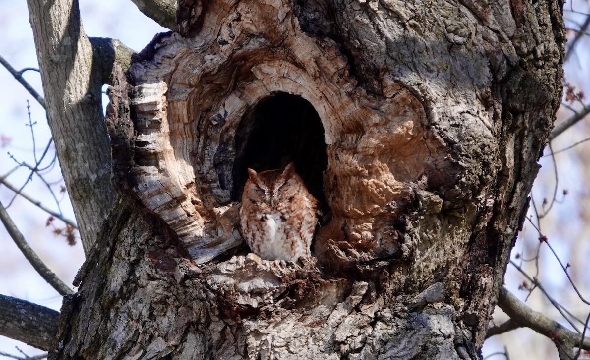 Eastern Screech-Owl - ML631399392