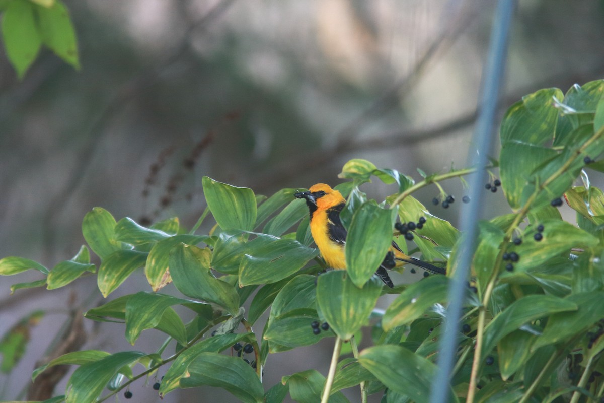Streak-backed Oriole (Streak-backed) - ML631399568