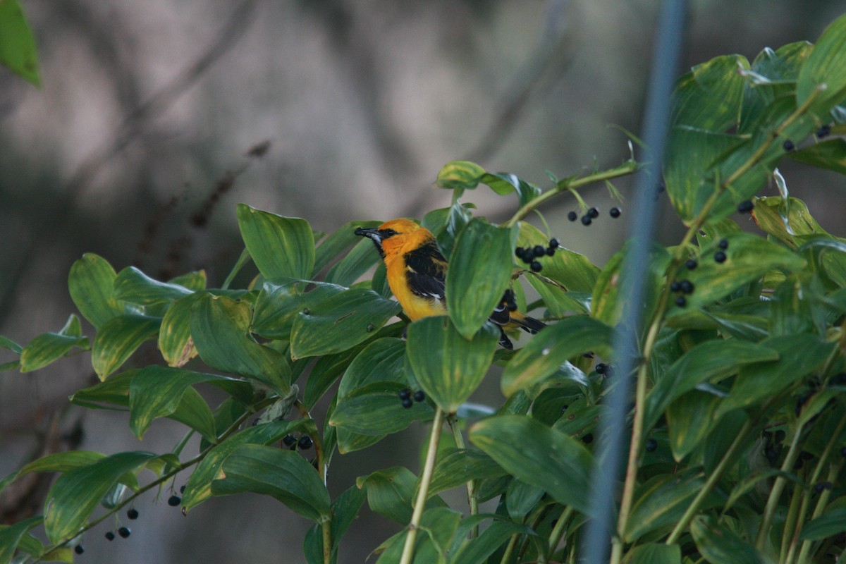 Streak-backed Oriole (Streak-backed) - ML631399579