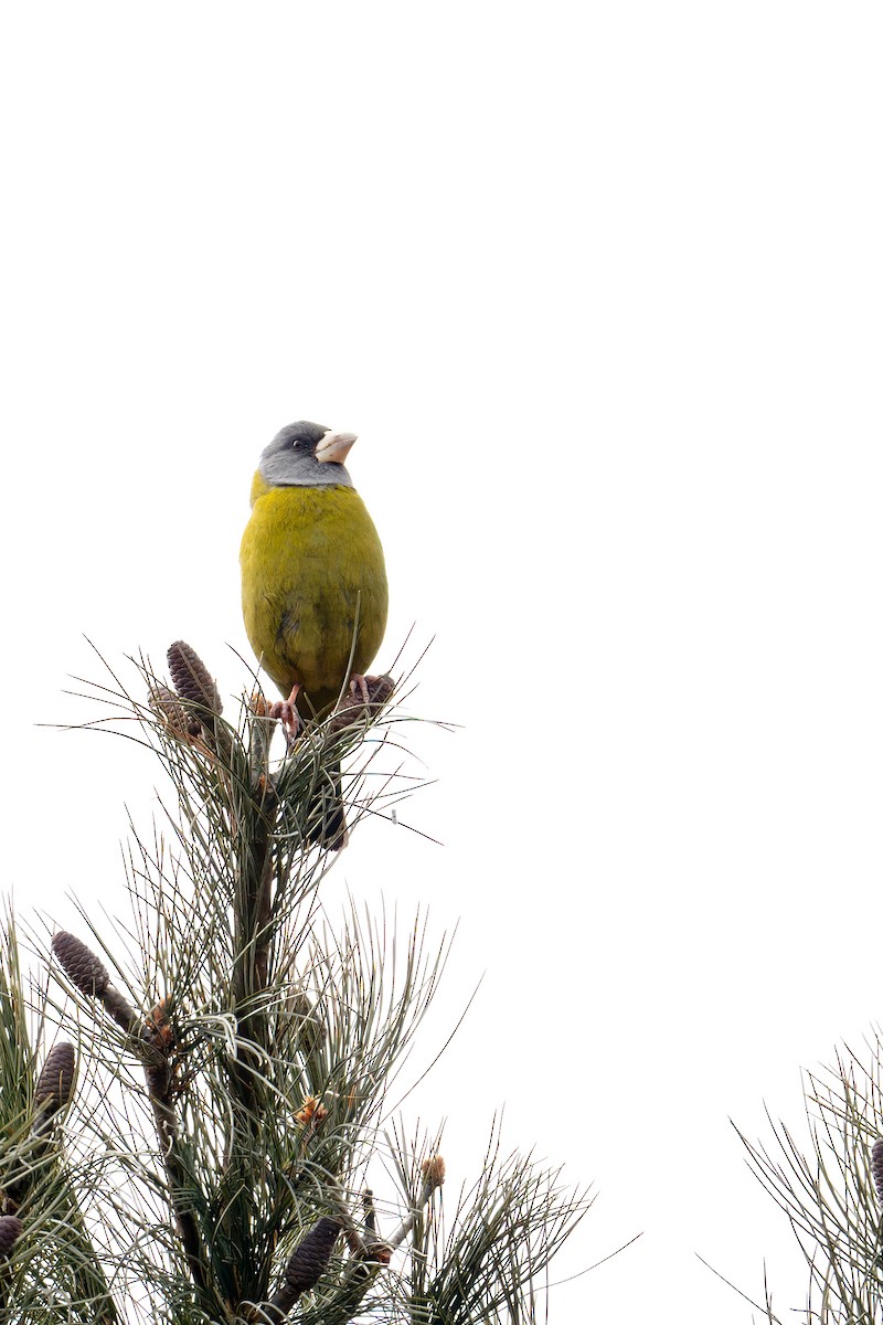Collared Grosbeak - ML631399737